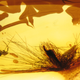 Illustration for article titled Dinosaur Feathers Discovered in Canadian Amber